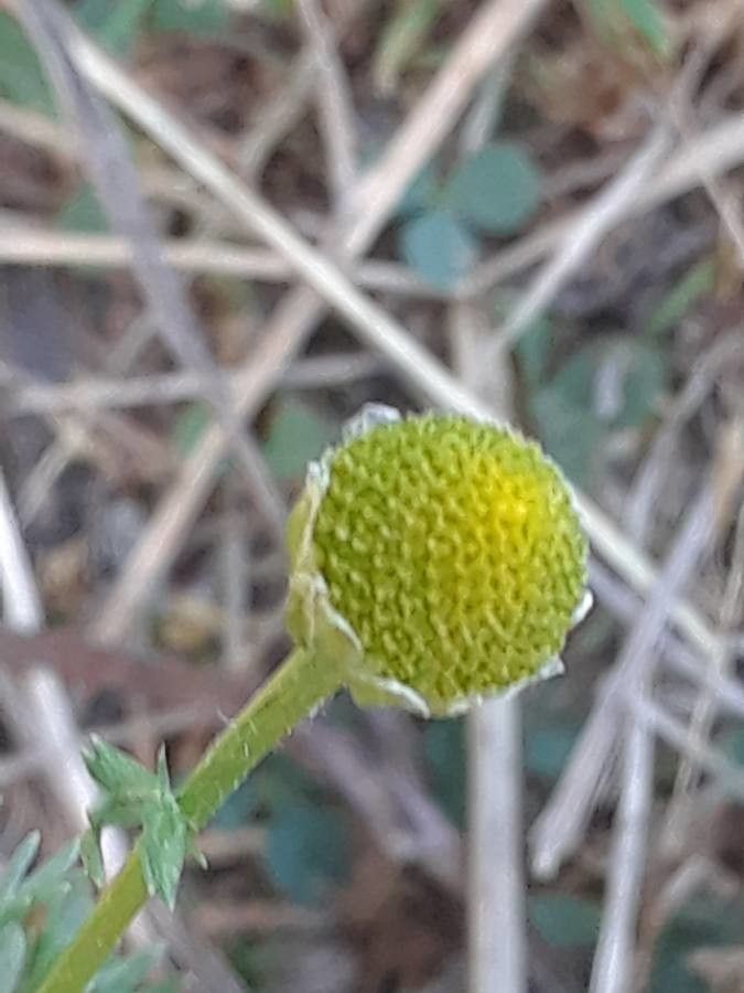 Matricaria occidentalis flower