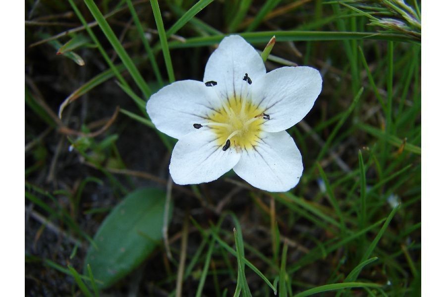 Hesperochiron pumilus flower