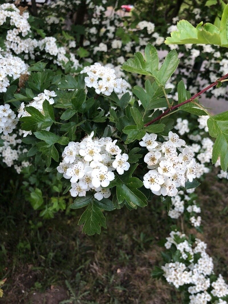 Sorbus × thuringiaca flower