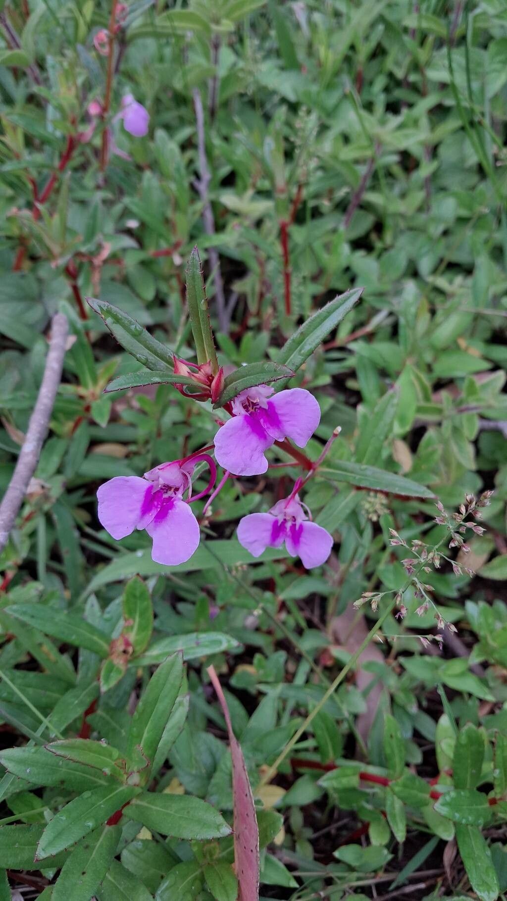 Impatiens yercaudensis flower