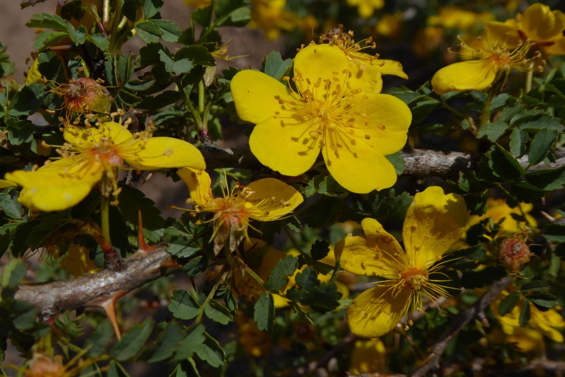 Rosa ecae — search result for 'Afghanistan'