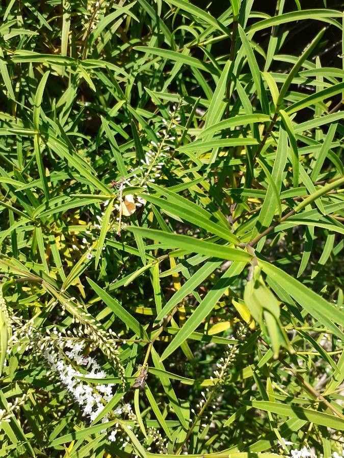 Lysimachia ephemerum leaf