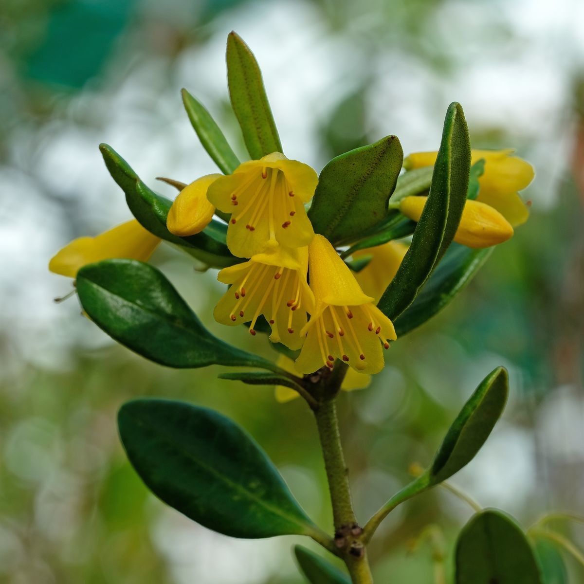 Rhododendron scortechinii — houseplant care guide