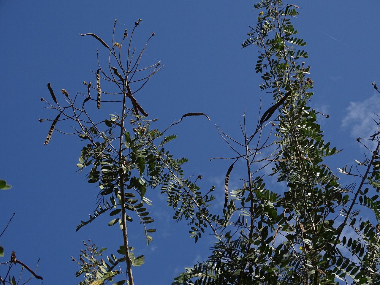 Parkia biglobosa fruit
