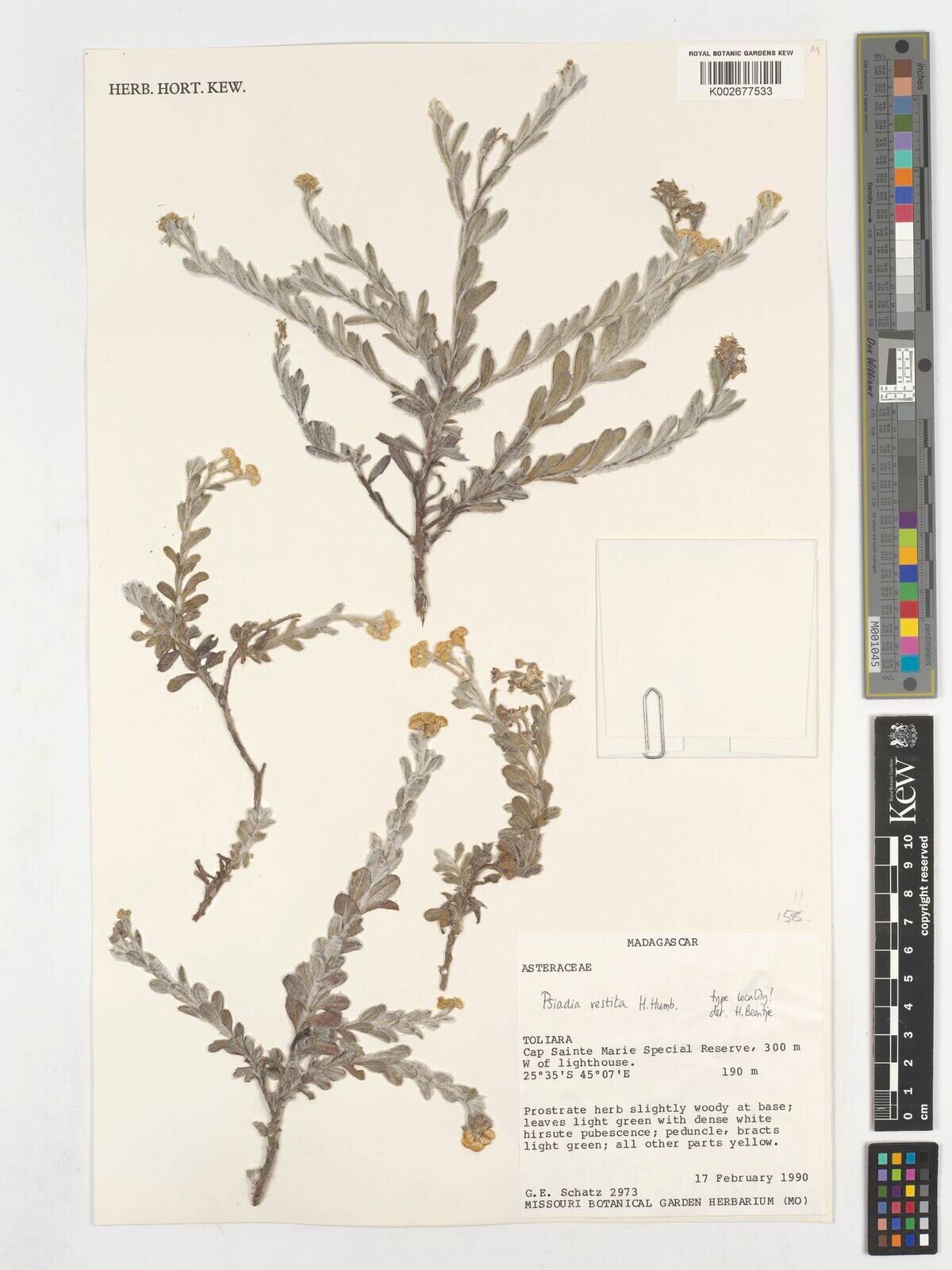 Psiadia vestita — houseplant care guide