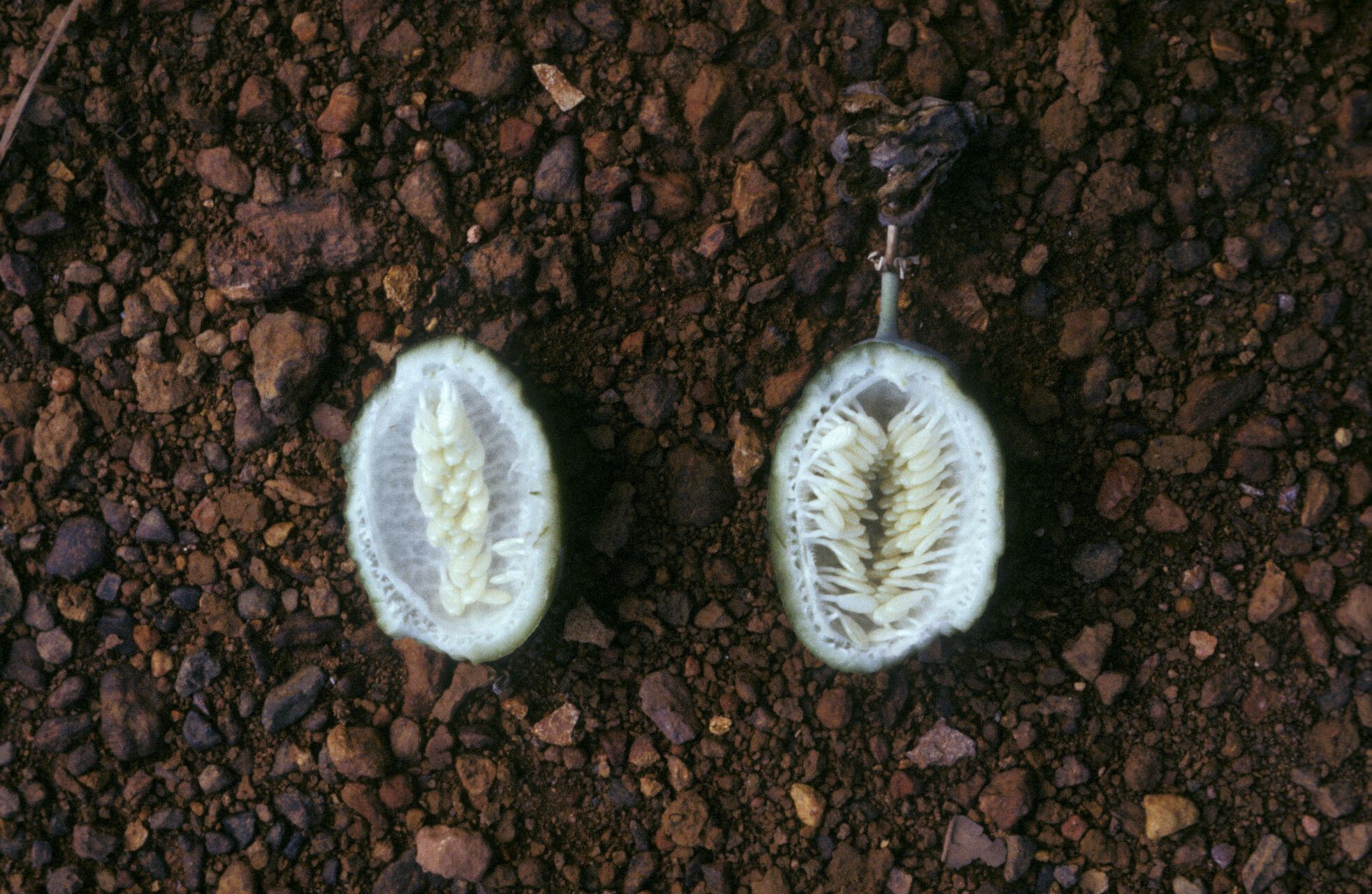 Passiflora garckei fruit