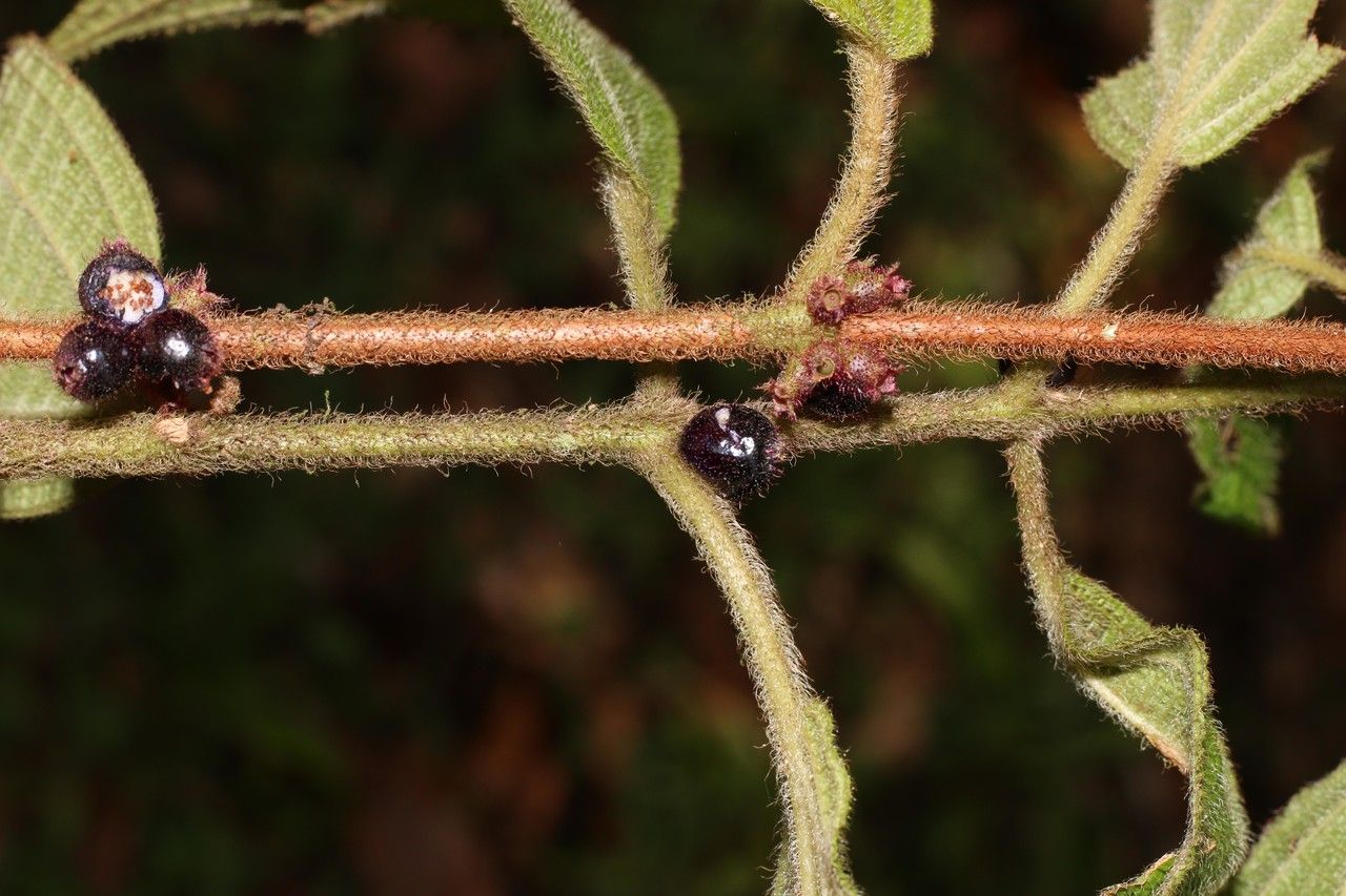 Vismia billbergiana bark
