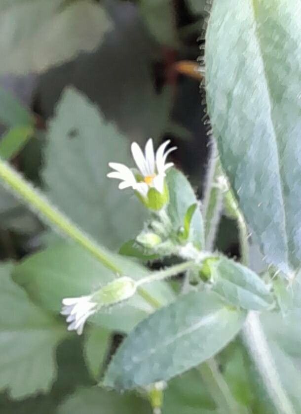 Cerastium rivulariastrum — search result for 'Cerastium'