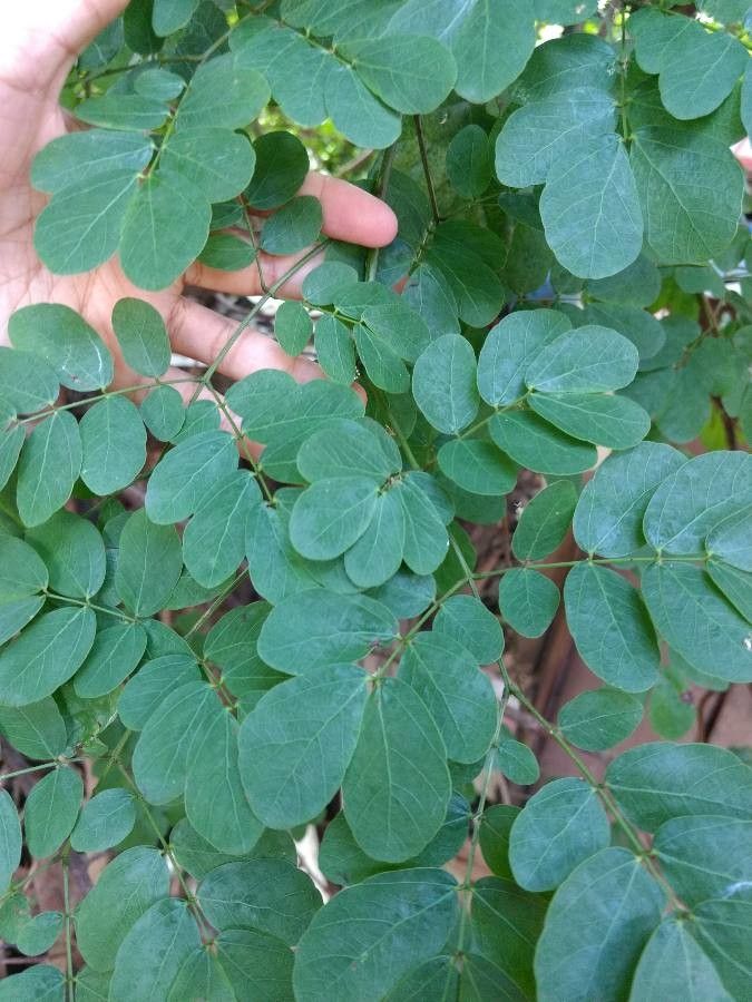 Uncaria tomentosa leaf