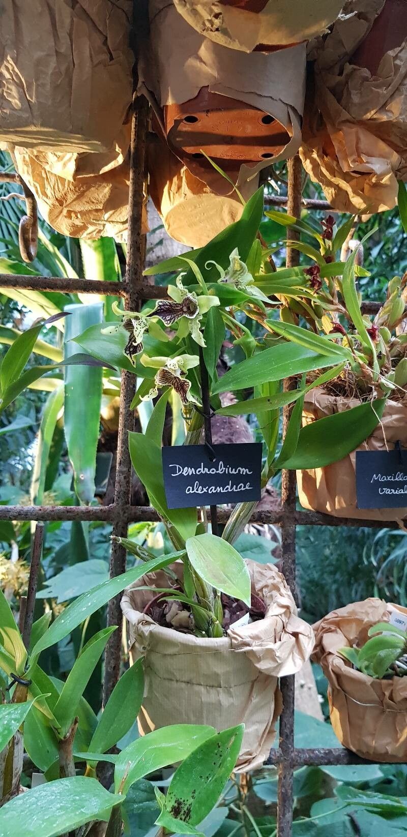 Dendrobium alexandrae habit