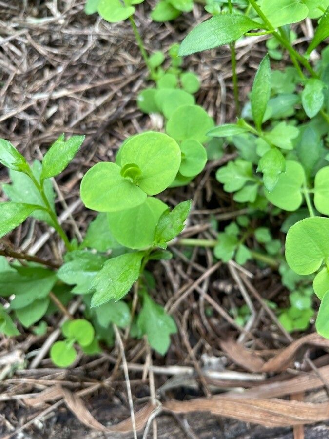 Drymaria cordata leaf
