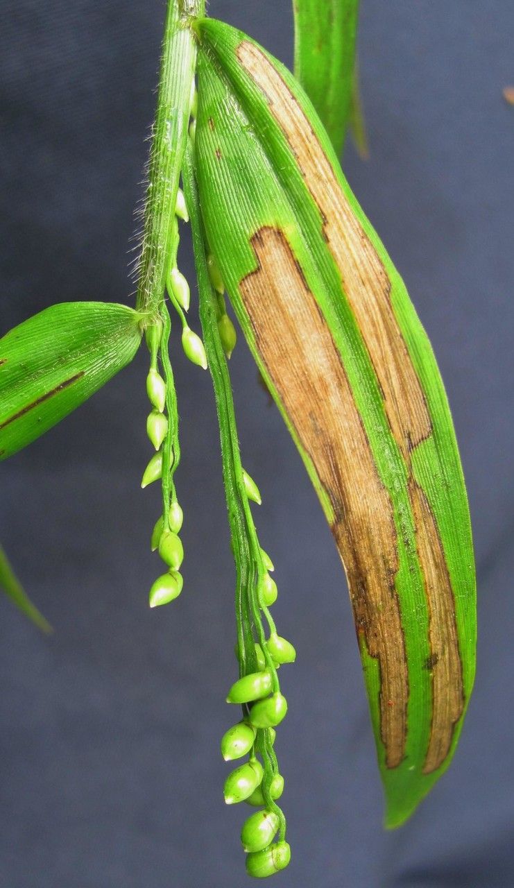 Lasiacis nigra fruit
