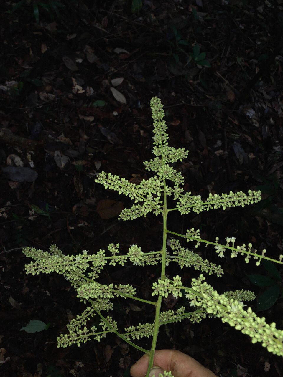 Talisia sylvatica flower