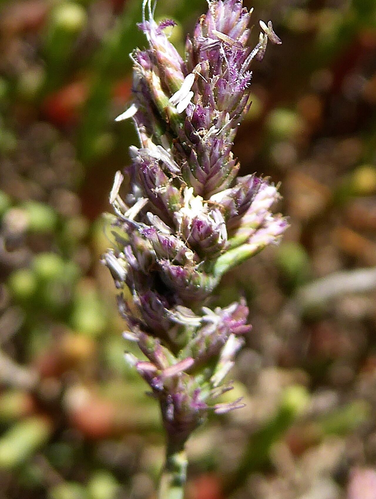 Aeluropus littoralis flower
