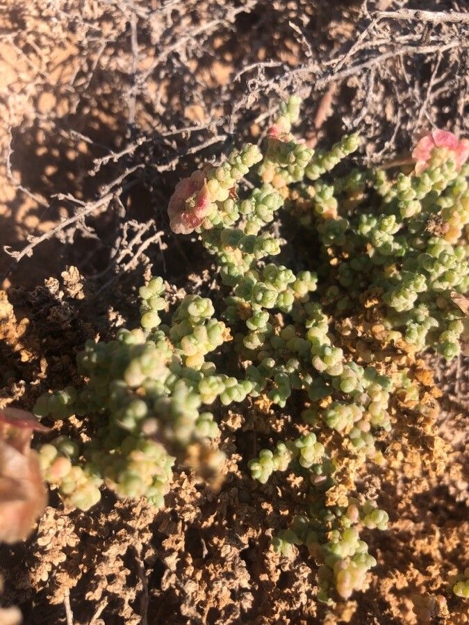 Salsola vermiculata — search result for 'Amaranthaceae'