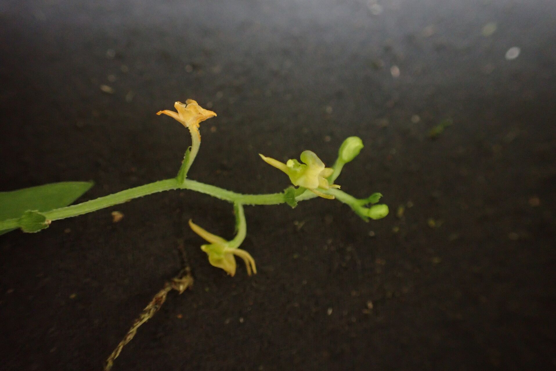 Liparis dryadum flower