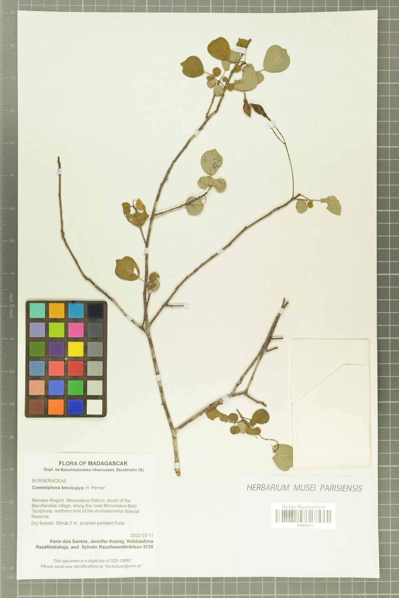 Commiphora brevicalyx — search result for 'Commiphora'
