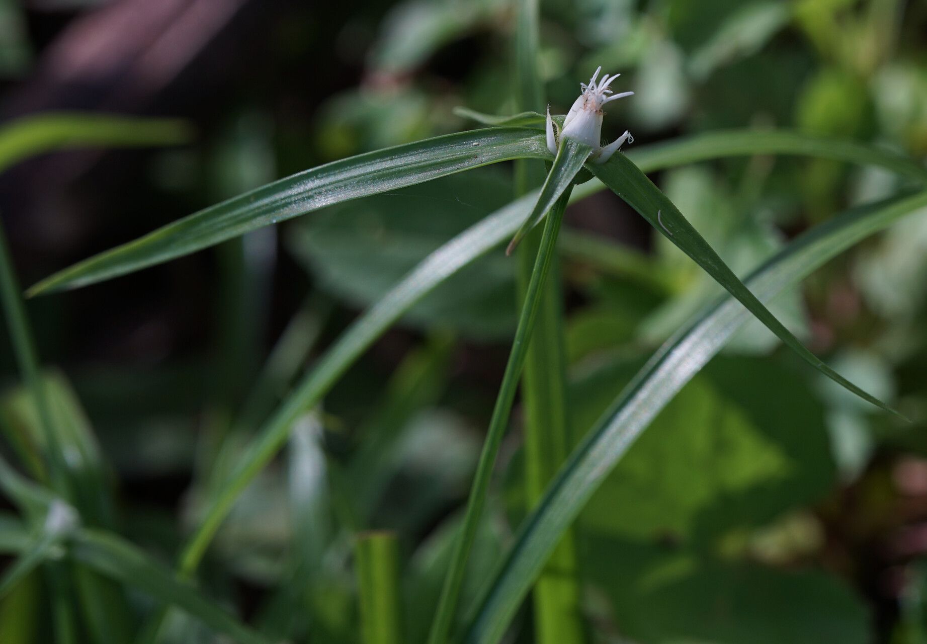 Rhynchospora pubera other