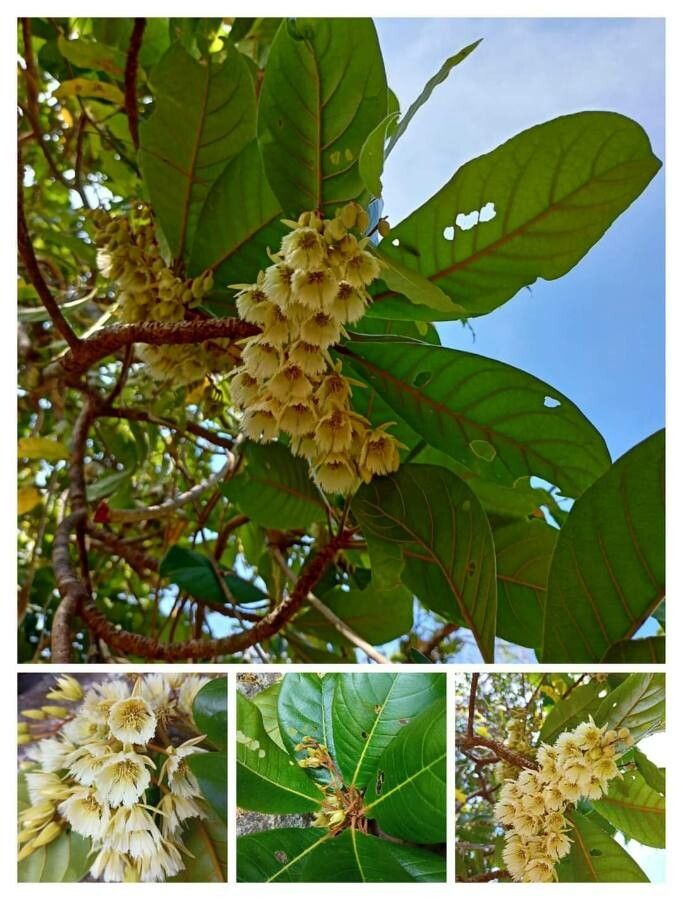 Elaeocarpus yateensis — houseplant care guide