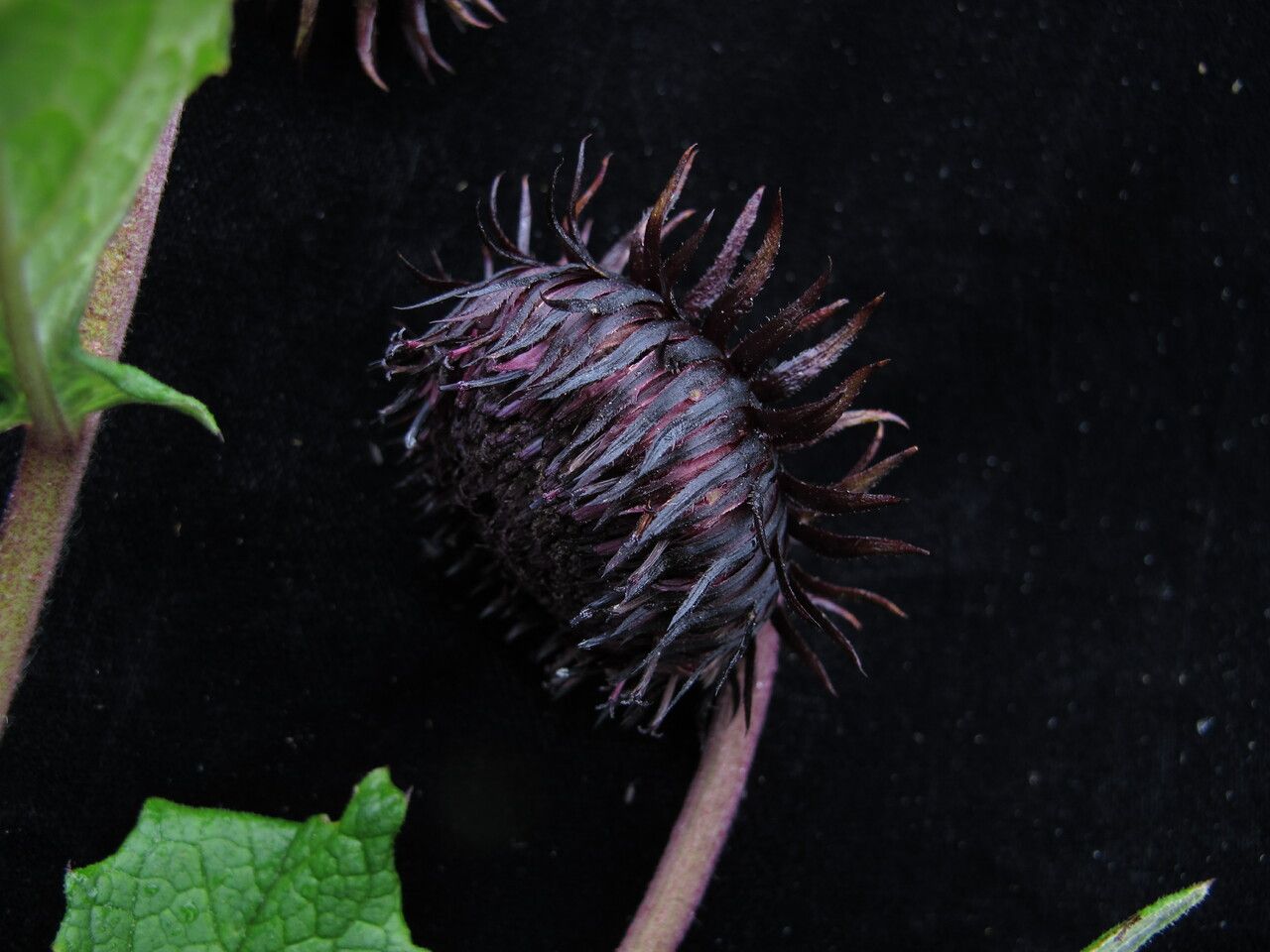 Saussurea macrota fruit