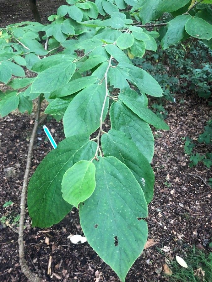 Sinowilsonia henryi — houseplant care guide