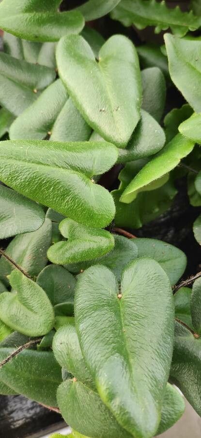 Hemionitis arifolia habit