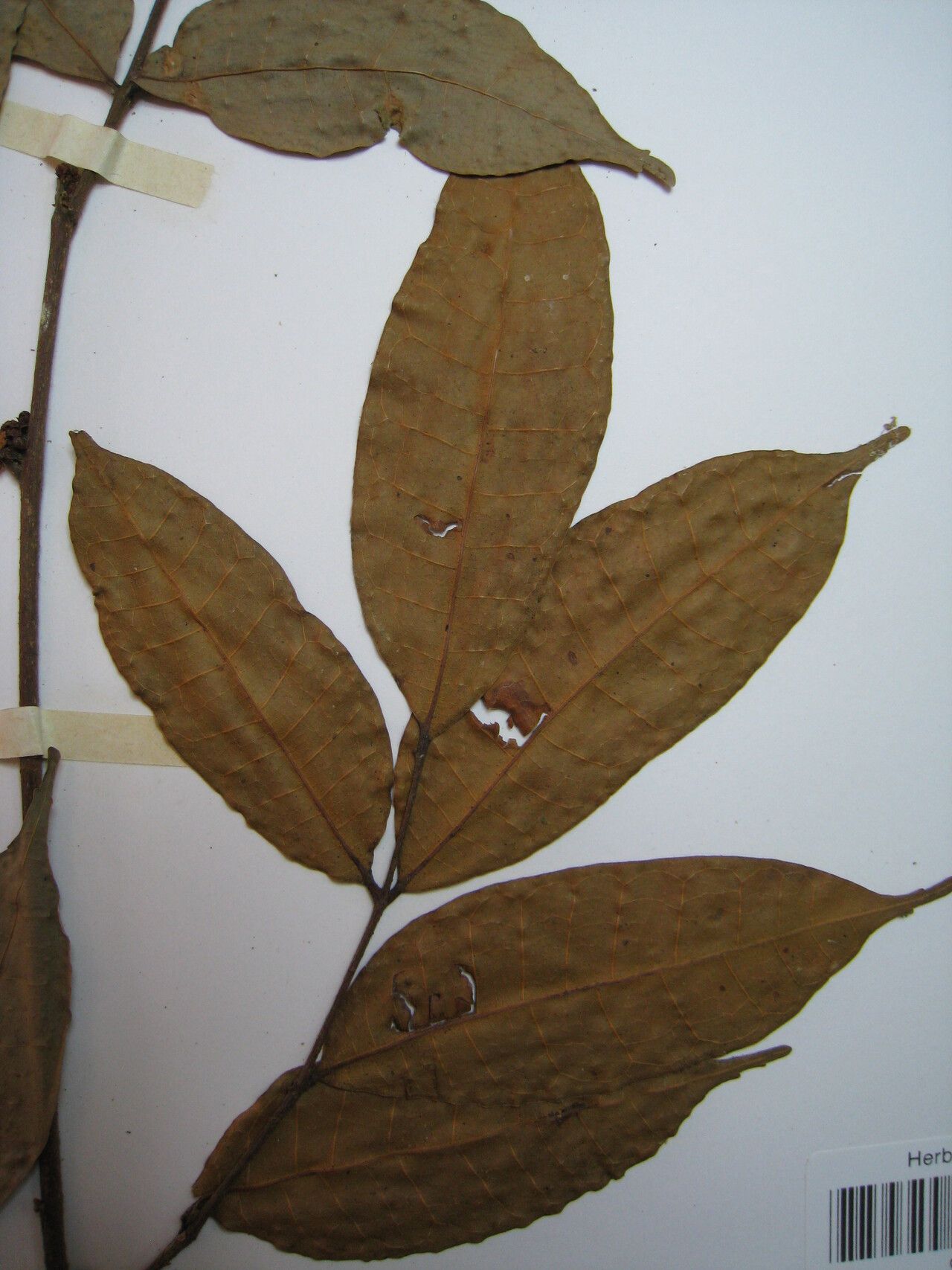 Protium pilosum other