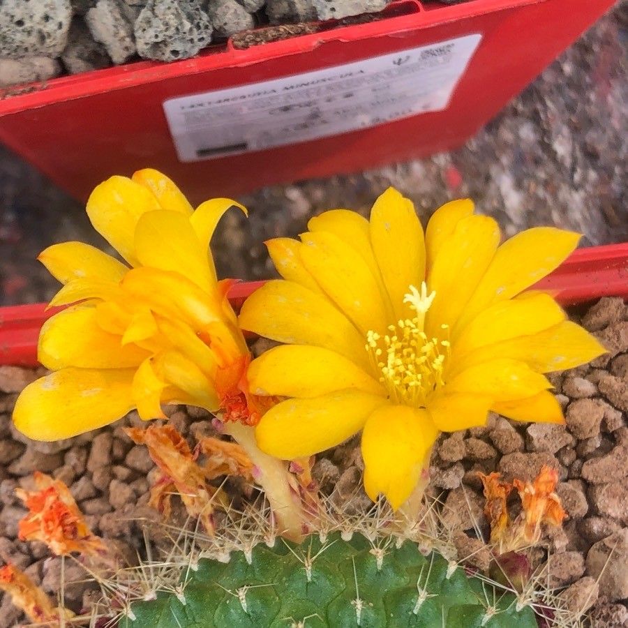 Rebutia minuscula flower