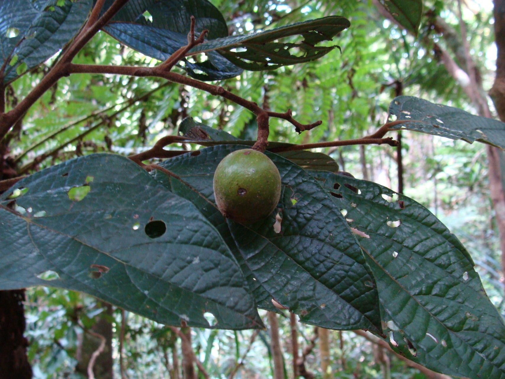 Cryptocarya velutinosa fruit