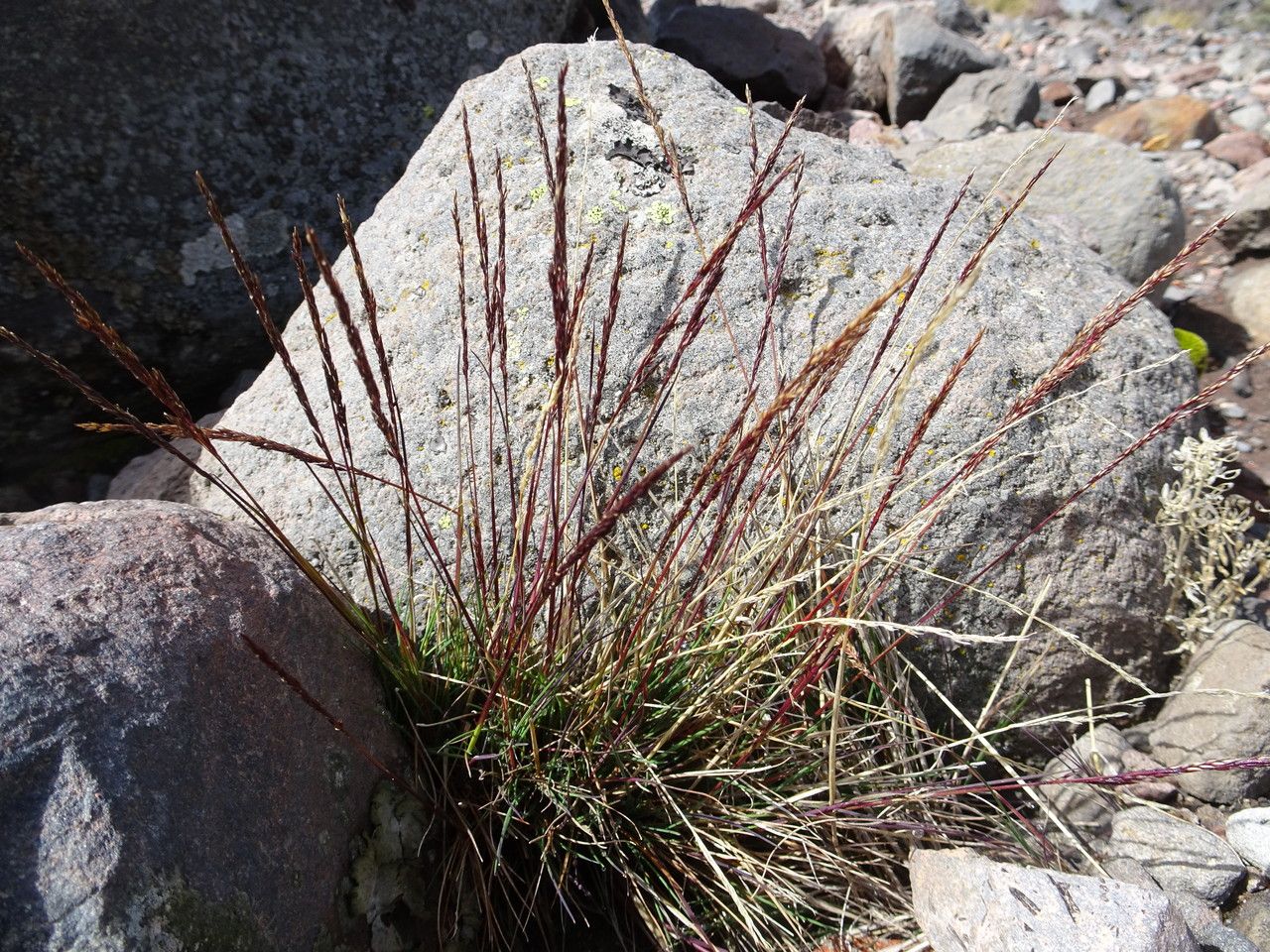 Agrostis virescens habit