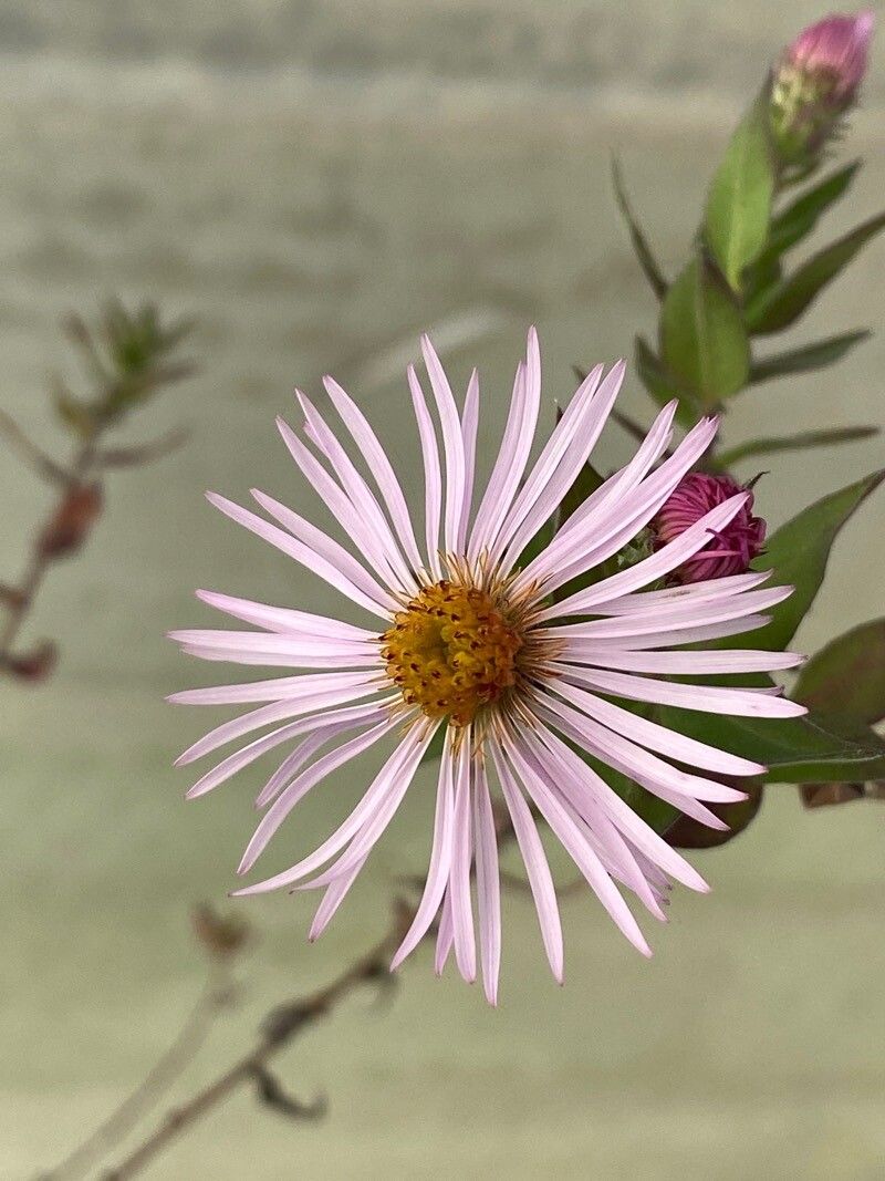 Ampelaster carolinianus flower