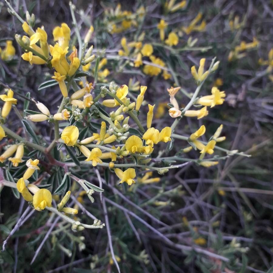 Anthyllis hermanniae flower