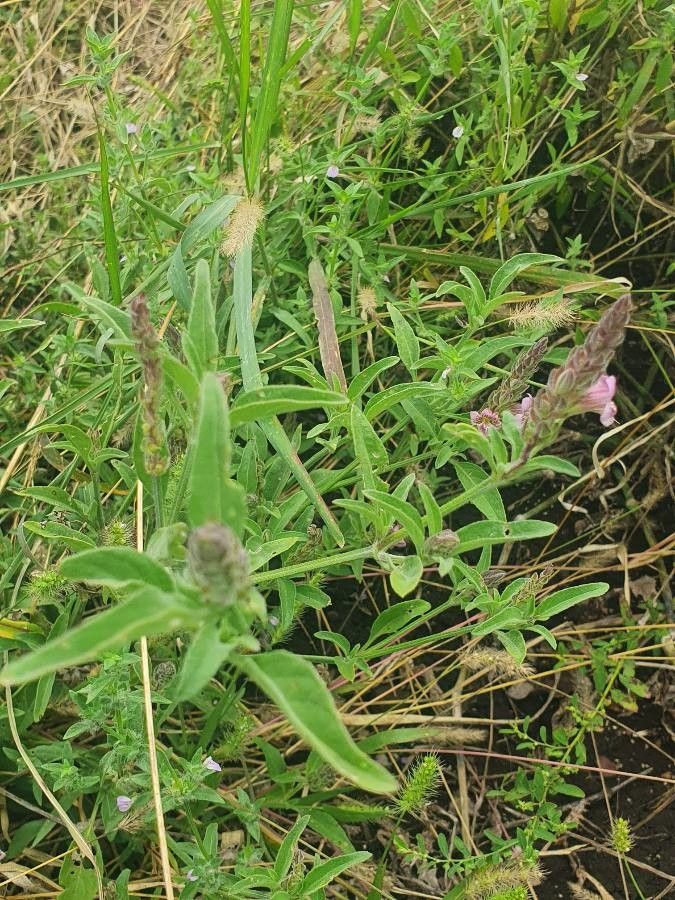 Asystasia riparia leaf