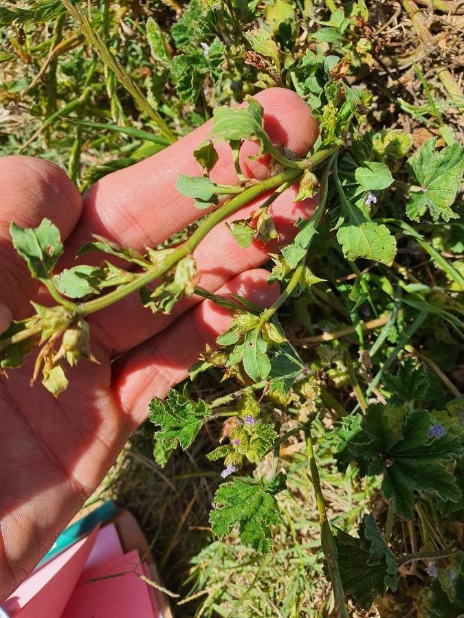 Emex australis fruit