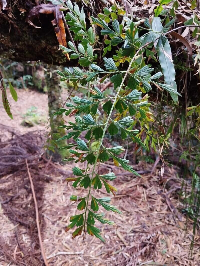 Asplenium praemorsum — houseplant care guide