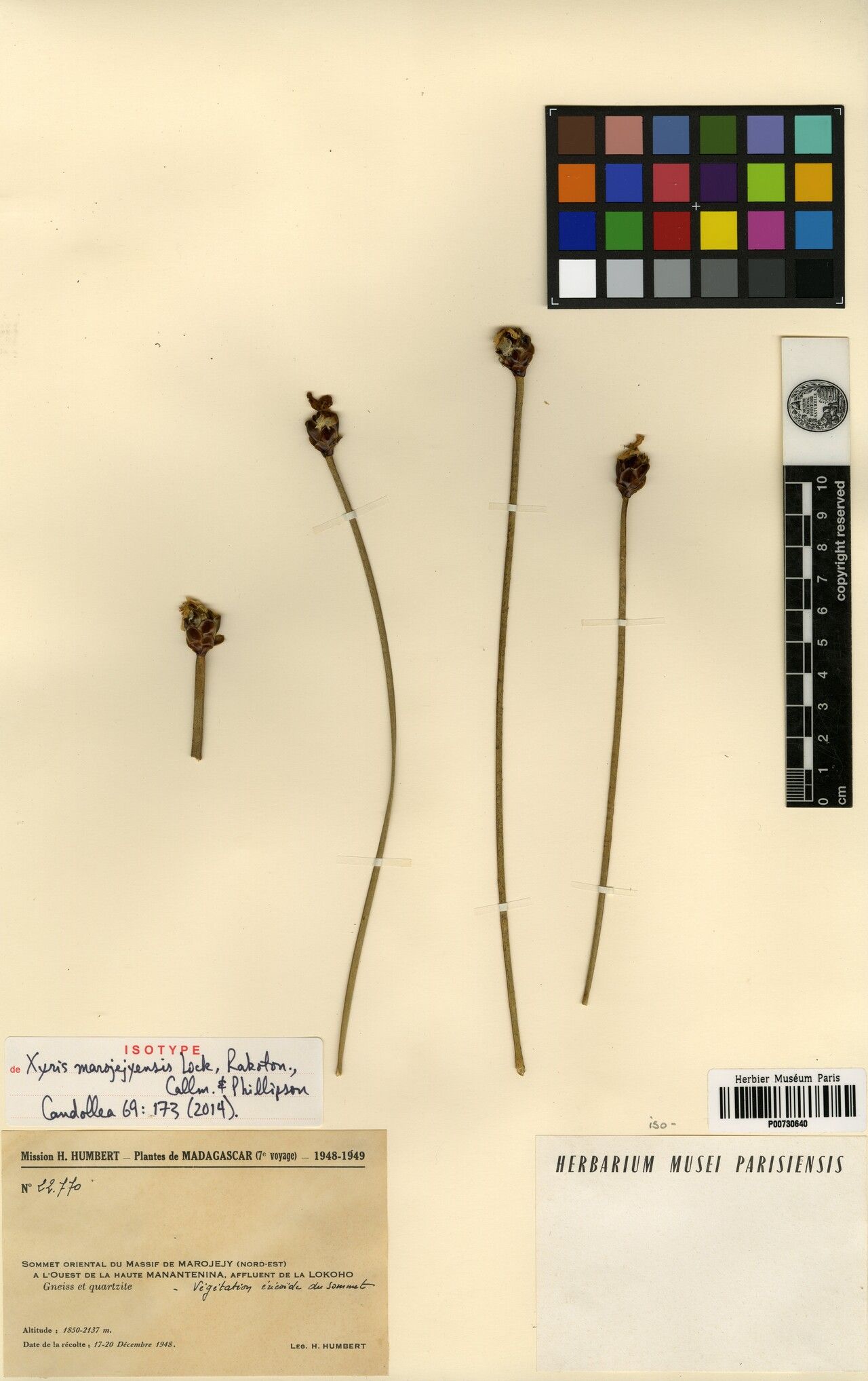 Xyris marojejyensis — search result for 'Xyris'