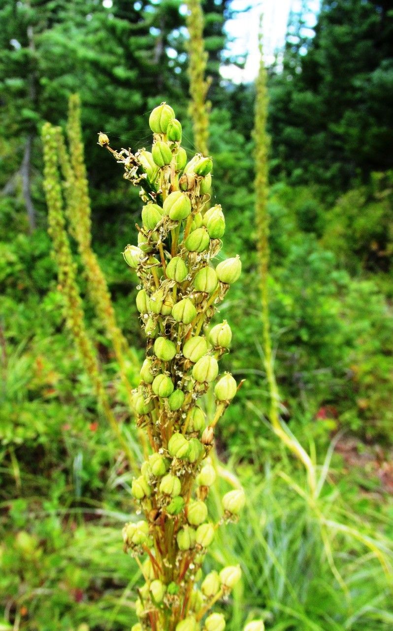 Xerophyllum tenax fruit