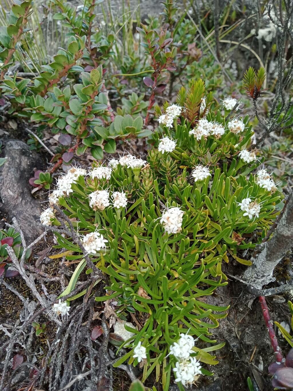 Valeriana stenophylla habit