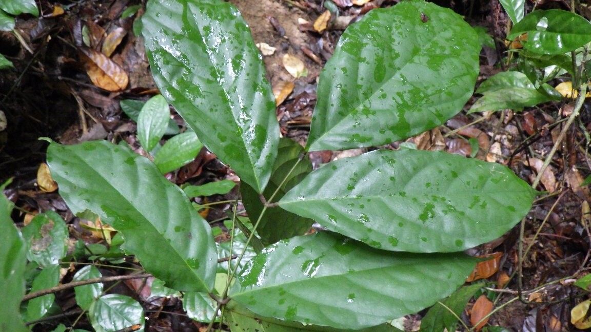 Millettia geerinckiana — houseplant care guide