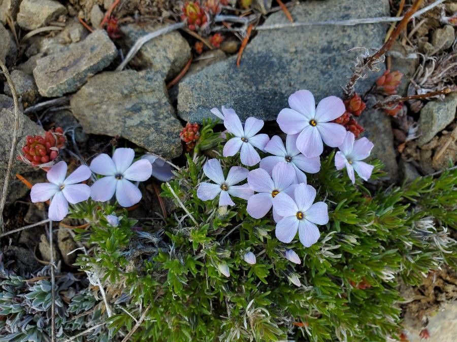 Phlox diffusa flower
