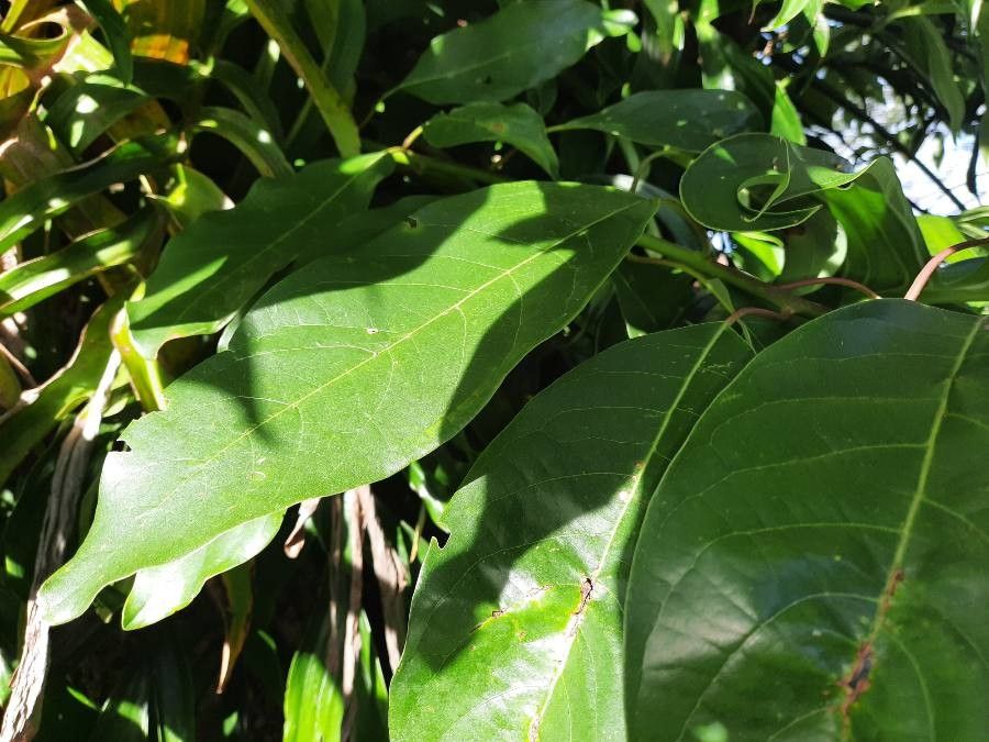 Persea caerulea leaf