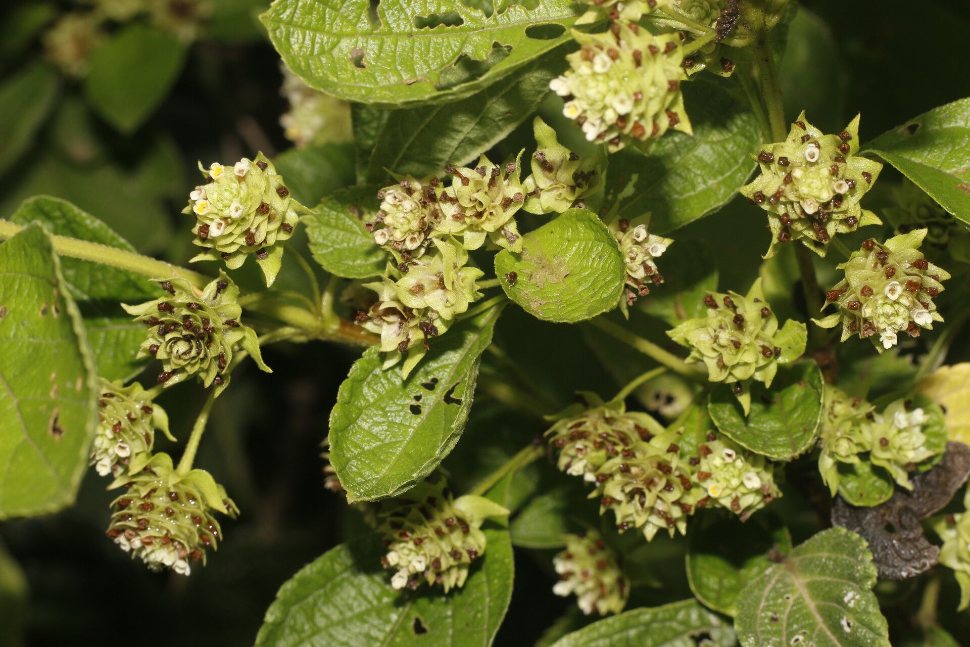 Lippia cardiostegia fruit