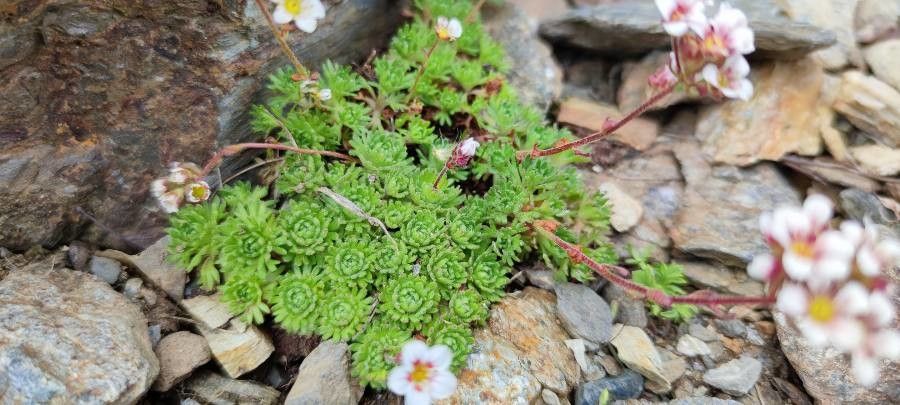 Saxifraga nevadensis — search result for 'Saxifraga'