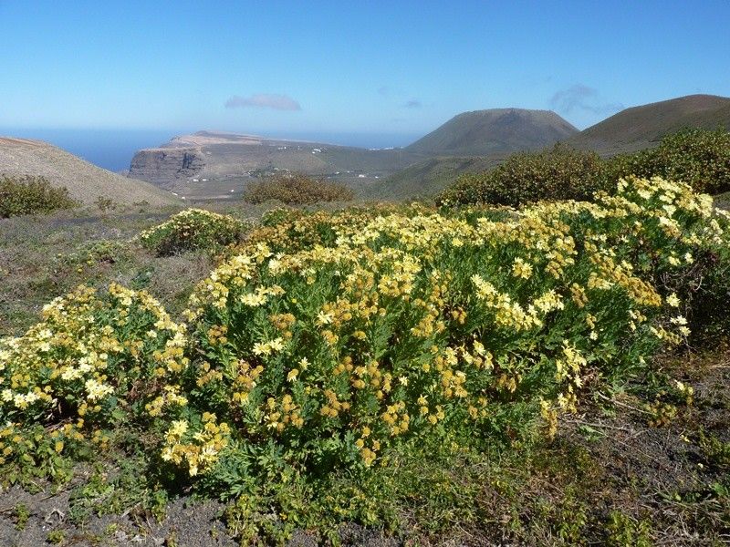 Argyranthemum maderense habit