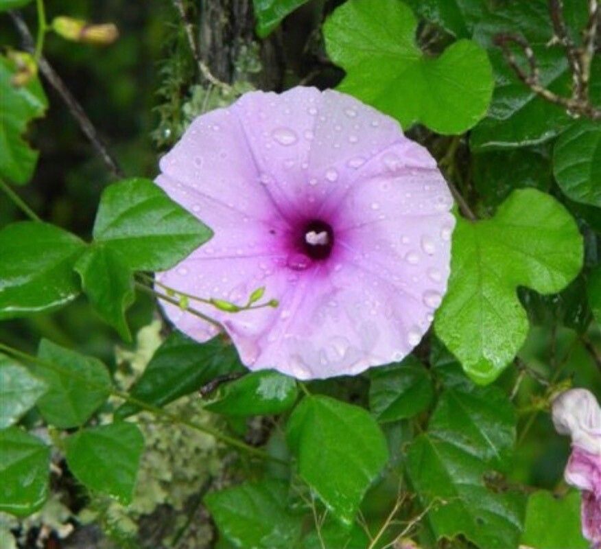 Ipomoea ficifolia flower