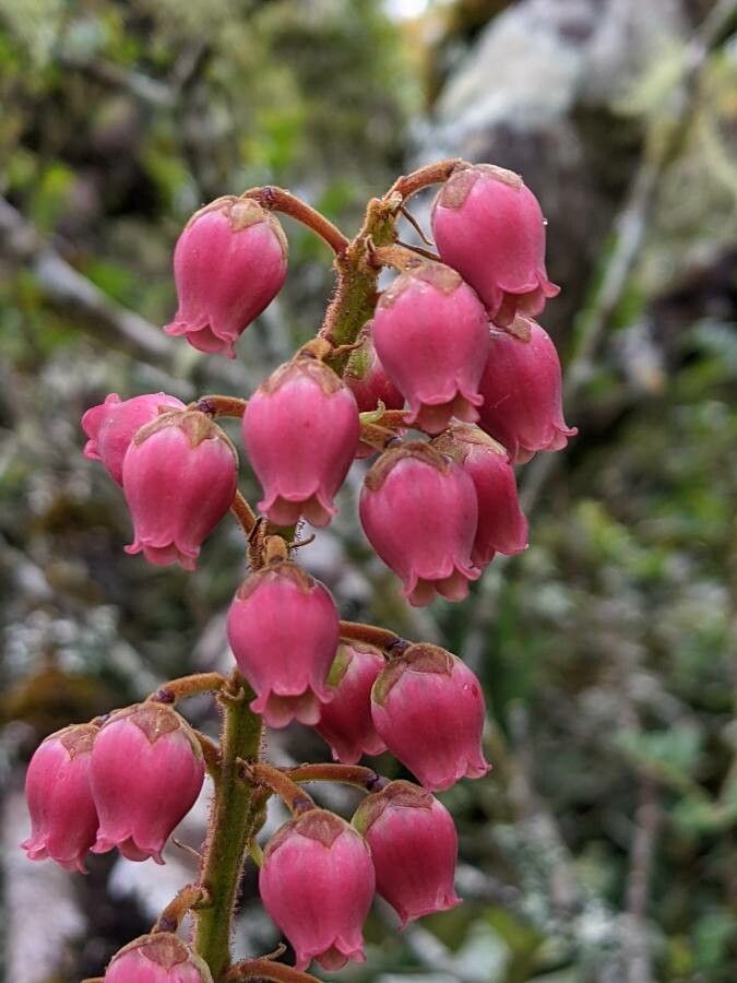 Agarista buxifolia flower