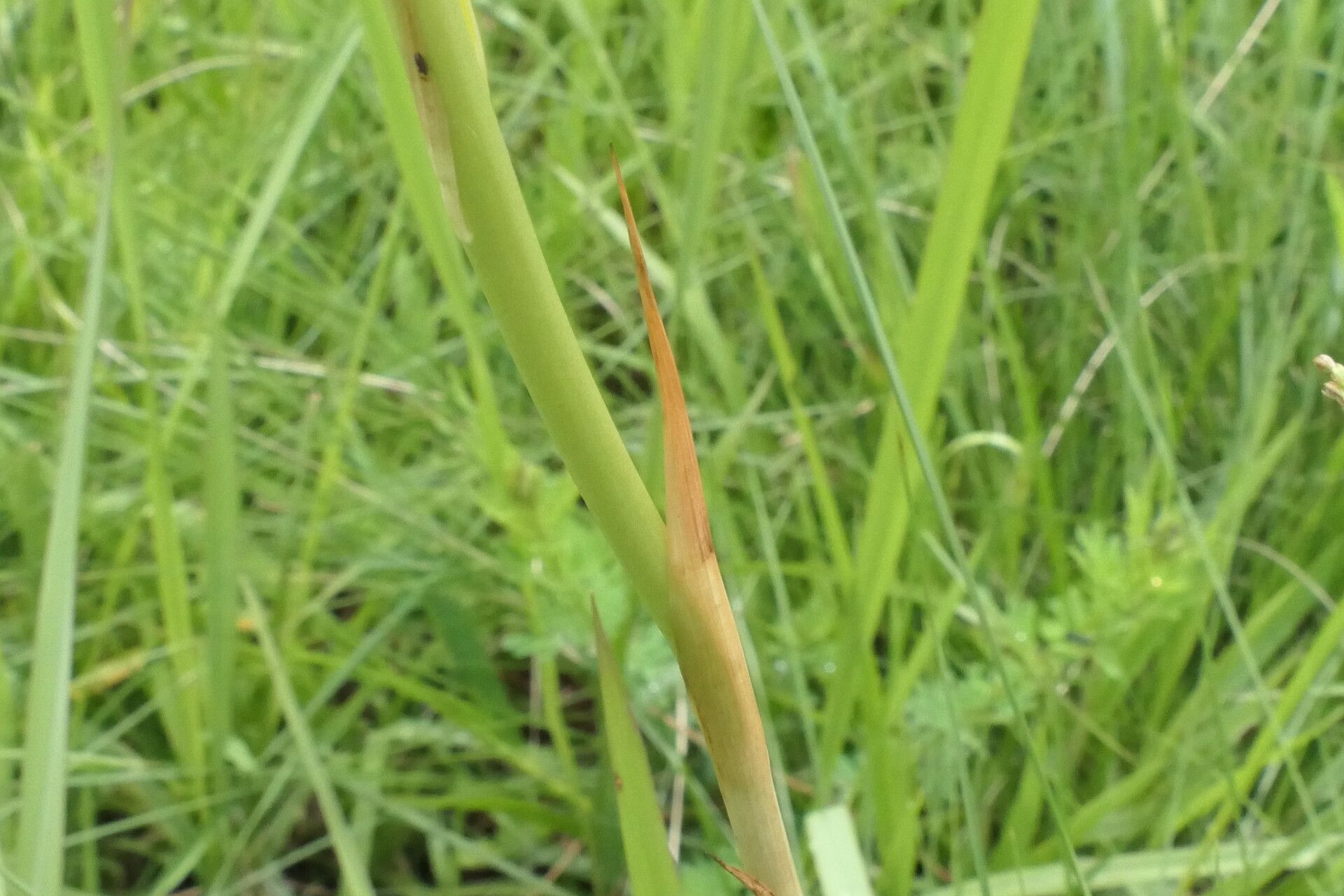 Eulophia ensata bark