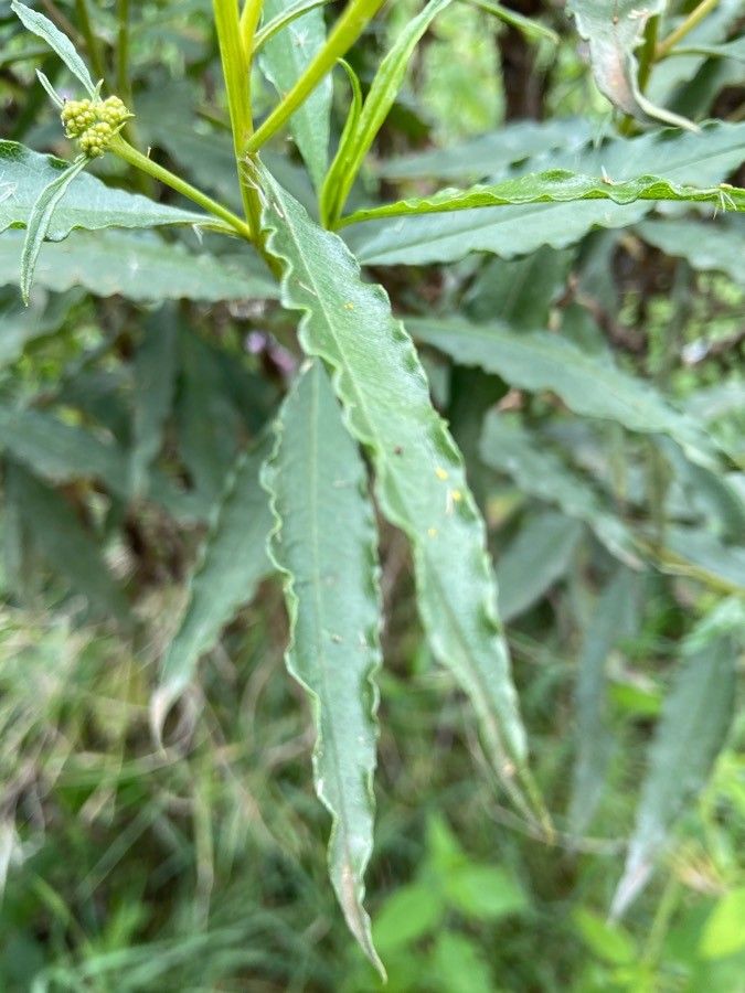 Psiadia punctulata — houseplant care guide