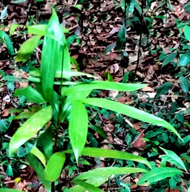 Bactris aubletiana — related species from the same genus