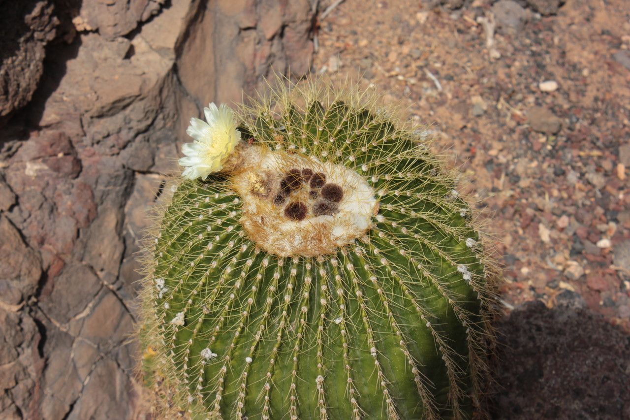 Echinocactus platyacanthus flower